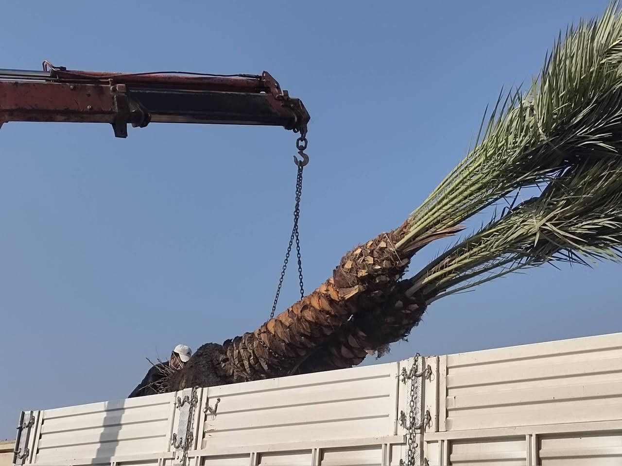 نخيل للبيع في جميع أنحاء العراق العظيم.

هاتف.
***********
***********
