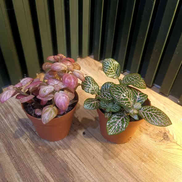 تم تكرار النباتات لكثرة الطلب
مع توفر قسم من النباتات
الظلية وباسعار مناسبة

الاسعار واسماء النباتات مذكورة تحت الصور 

مكاني حي السكر قرب جامع الرحمة 
للطلب والاستفسار مراسلة الصفحة 
او الاتصال على رقم الواتس اب 
***********

يوجد توصيل داخل الموصل والمحافظات
