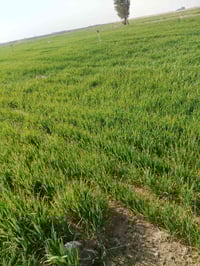 مزارع الحيس امعنيج • ٥٠دونم • مزروعة ٤٣دونم