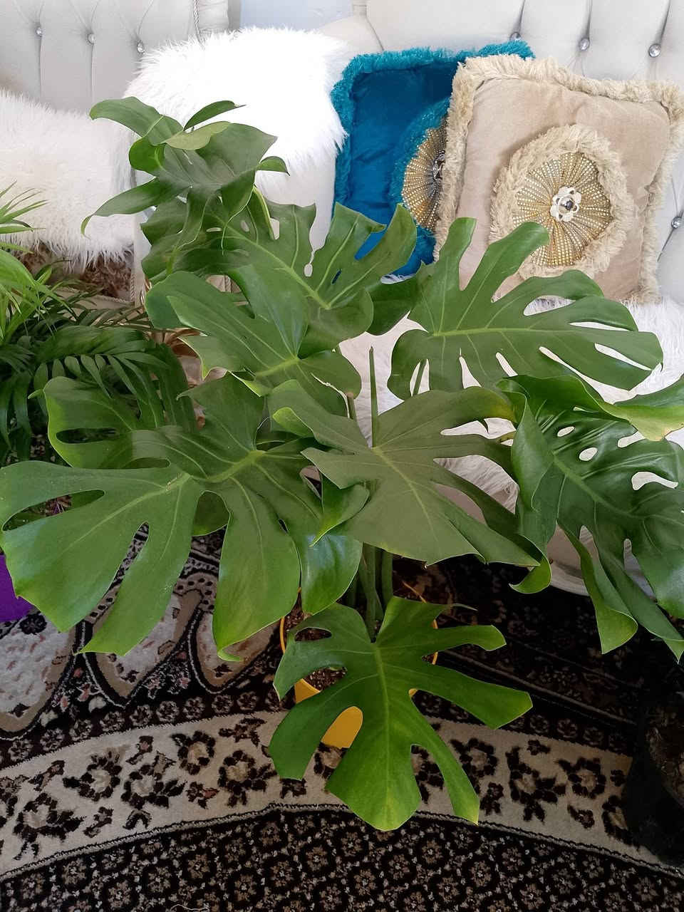 خلي بيتك يزهي للنباتات راحة نفسية


**إذا كنت صاحب هذا الإعلان وتريد حذفه لأي سبب، رجاءا أرسل رسالة إلى الدعم الفني**