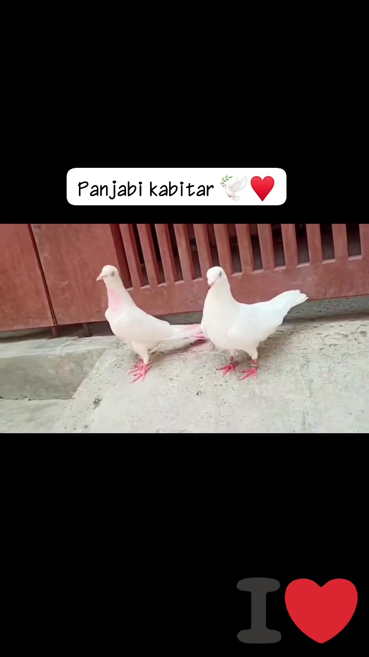 Panjabi malvae kabutar top quality ke Panjabi kabitar 🕊️♥️  Ekrar ansari 🕊️ #


**إذا كنت صاحب هذا الإعلان وتريد حذفه لأي سبب، رجاءا أرسل رسالة إلى الدعم الفني**