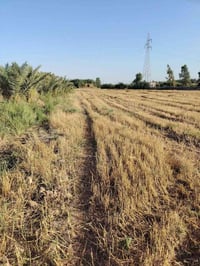 ٤ دونم • طابو زراعي • كوت البيضاء
