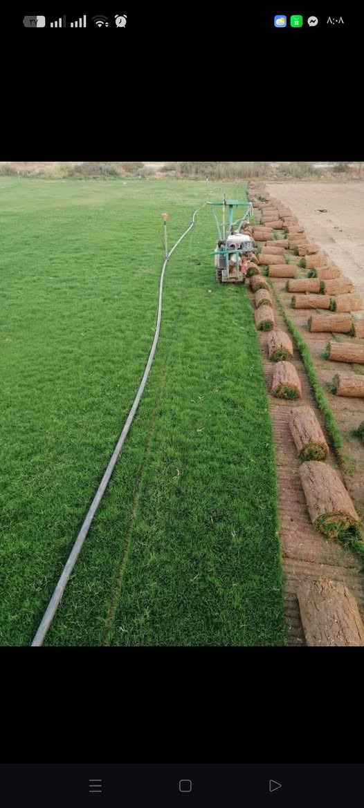 ثيل هندي بأفضل الأنواع مع خدمات توصيل لجميع محافضات العراق للتواصل على الرقم ***********
