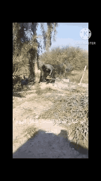 يا الله السلام عليكم مستعدون لتقطيع جميع الأشجار الصغيرة والكبيرة شجر ...