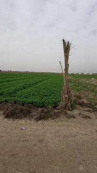 الكرابلة القائم • ٤ دوانم • زراعية