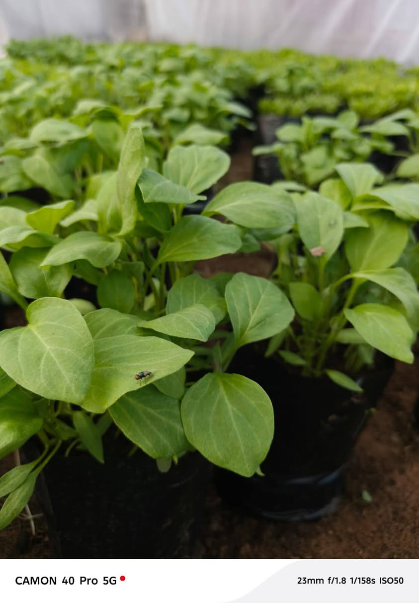 شتل باذنجان فلفل بارد فلفل حار  البيع *********** اسيا***********
