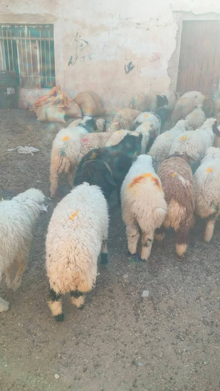 خرفان درجه اوله مال مجنوي حلوات مكفولات عله كل عيب شرط النصاحه العدد 25بيهن فطايم 5مكاني بيجي حي العصري الاتصال ع رقم ***********
