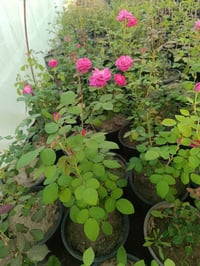 ورد جوري • روز شتل • سنتين ونص