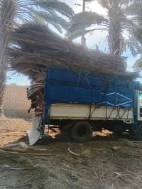 ديانا • ٩٦ • ابو وديع