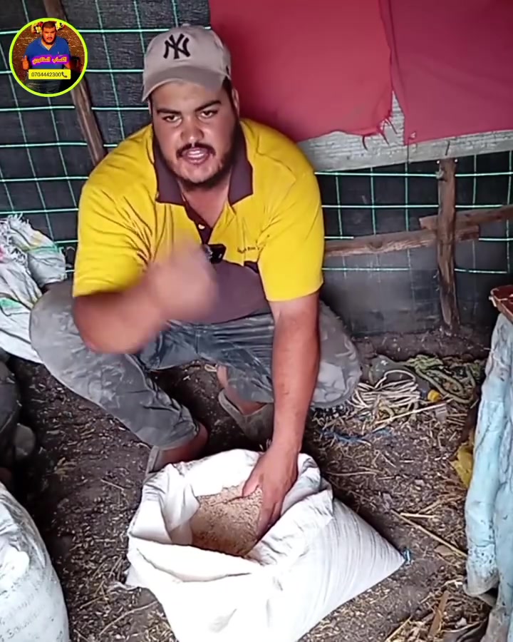 عندك النعجه 🐑 الى ولدت لك وكان ما فيهاش الحليب الكافي هذا هو احسن علف اقتصادي للحليب 🍼 
#الكساب_المدكوري


**إذا كنت صاحب هذا الإعلان وتريد حذفه لأي سبب، رجاءا أرسل رسالة إلى الدعم الفني**