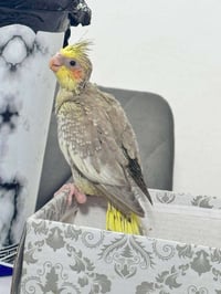 كوكتيل • اليف • للبيع