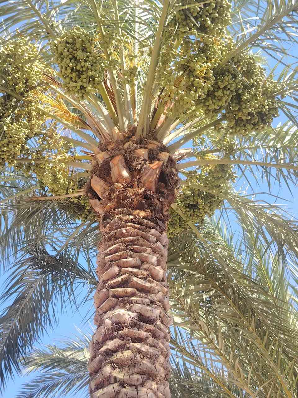 مزرعه تحتوي علا أشجار نخيل مثمره  علا من لديه الرغبه تضمين النخل أكثر من ٥٠ نخله
الاستفسار *********** واتساب متواجد
المكان بغداد الغزاليه
