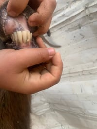 عنوز ثنين • حديثه • بدون ضمان