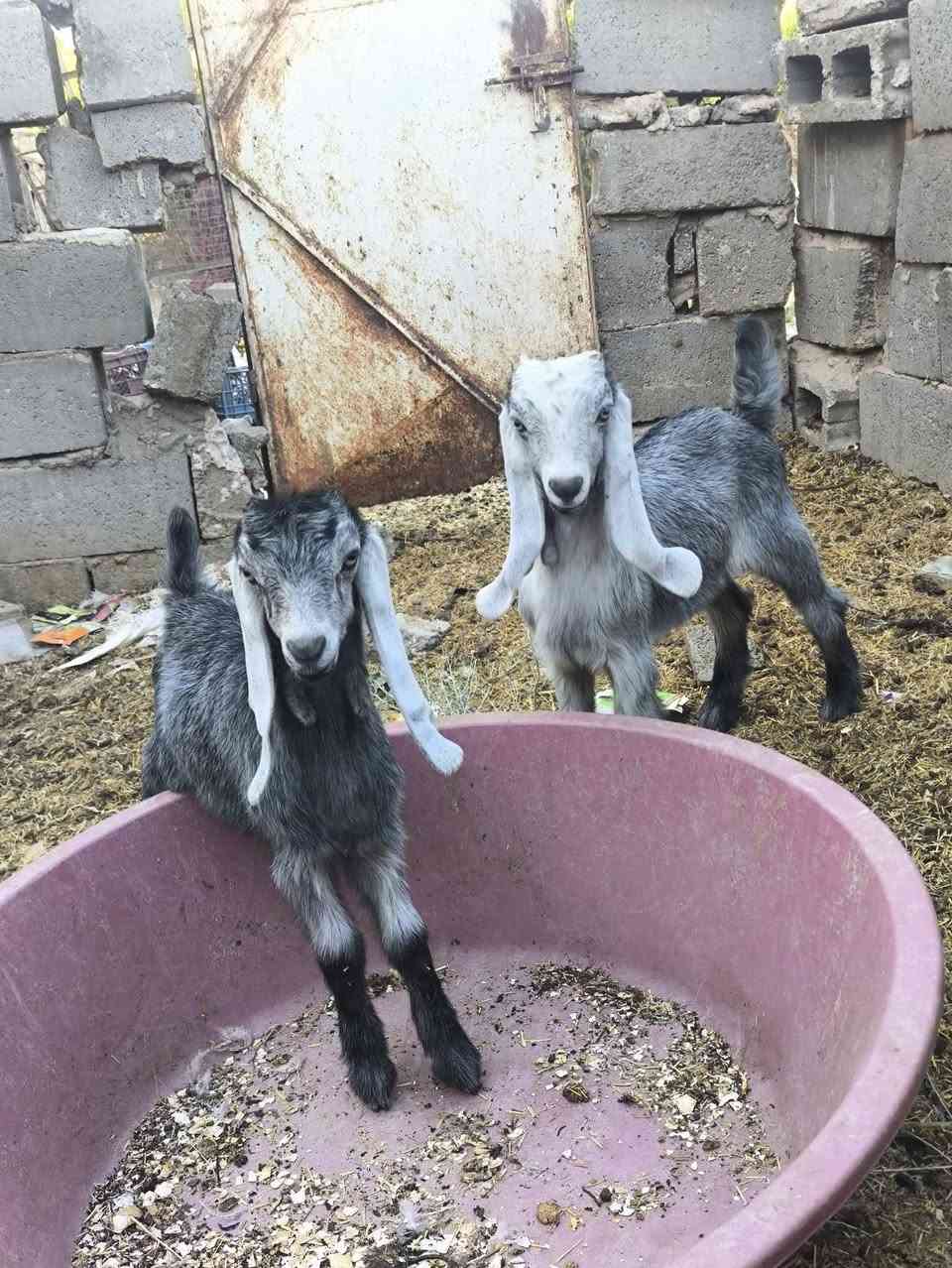 بسم الله وصلاه ع نبي محمد وآل محمد 🌺
متاح عنز فاخره درجه اولئ فول خشانه فول ام توم وره جدي وصخله خشانه فول 
وره جدي وصخله  عنز مال  بيت بس بيه سنين مكسوره بعده ثاني بطن 
ب ٣٥٠ قفل  قفل
مكاني حديثه شيخ حديد يوجد توصيل حسب الاتفاق لشراي يتصل ويدلل 
 ***********
