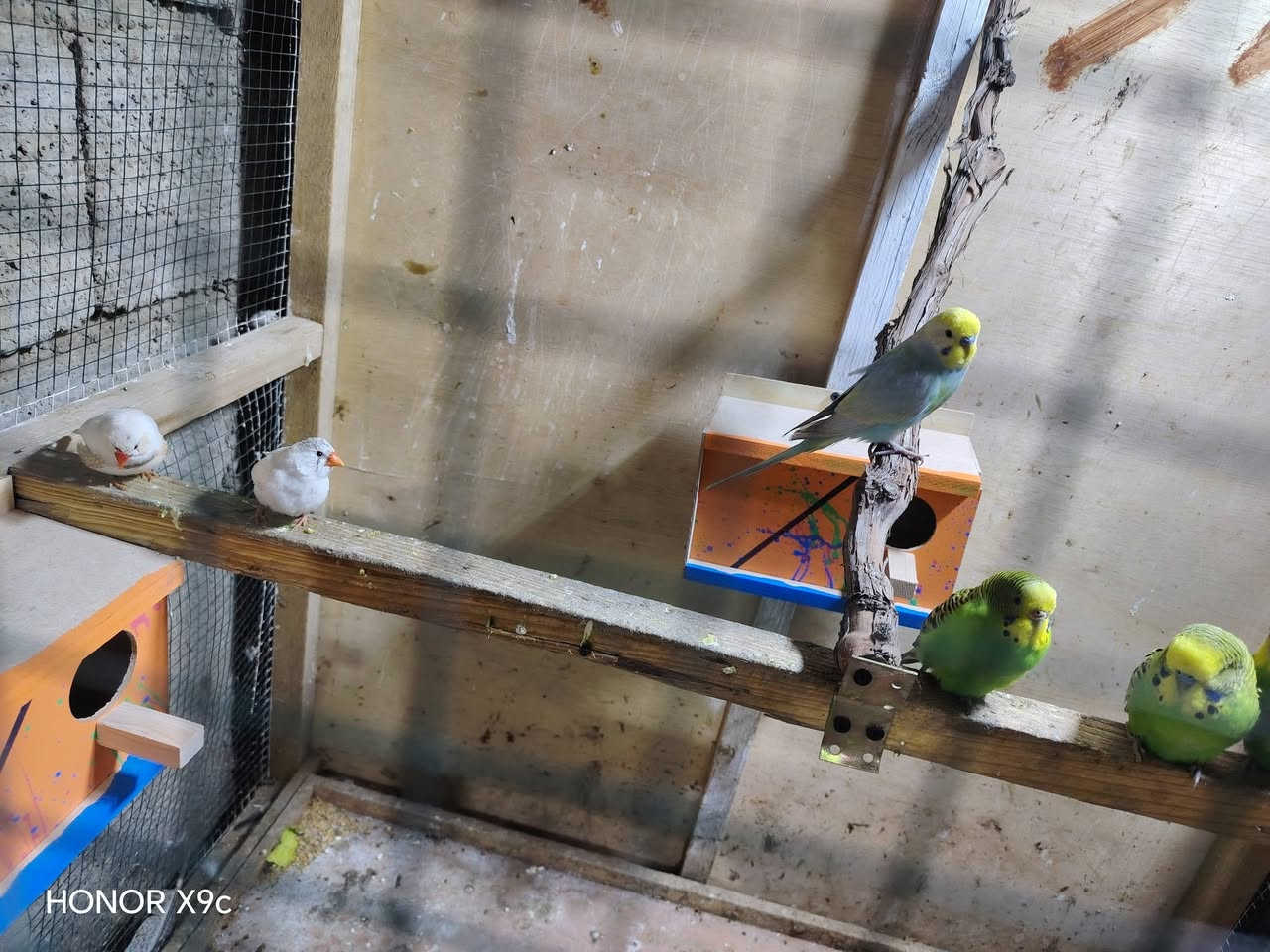 قفص معه 3 زواج بلابل حب و زوج فناجس للبيع سعره ٦٠ وبي مجال قليل ***********مكاني بلد مقابل جملون الجبس
