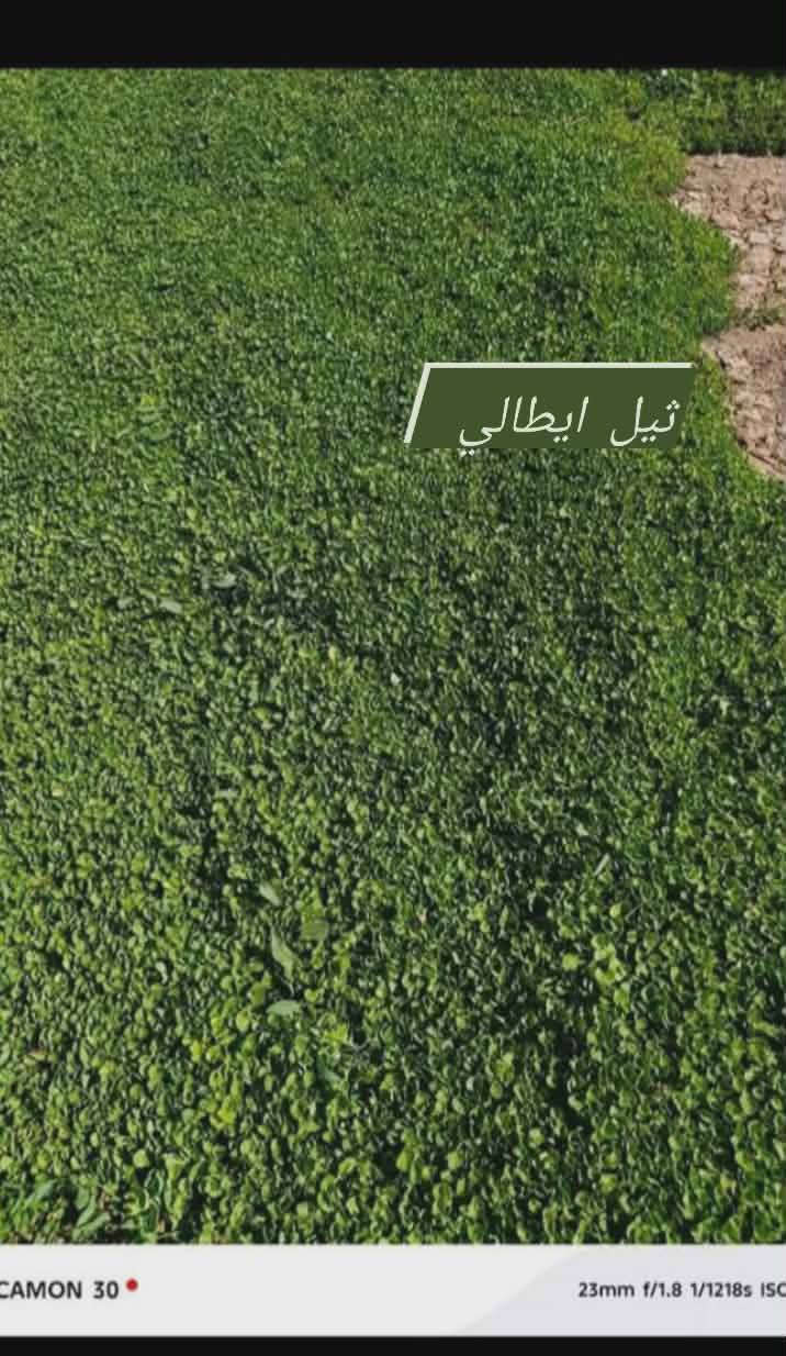 في بداية الموسم الجديد نعلن لكم بيع الثيل الهندي #درجة اولى خضار ١٠٠./. يتحمل جميع الظروف المناخيه
ثيل طبيعي وخضار ولا اروع 💚

نوعية ممتازة ودرجه اولى ⁦1️⃣⁩
ودائم الخضره 

ثيل #هندي  #امريكي   #ايطالي #انكليزي

اسعارنا الانسب وتوصيلنا الاسرع  لكافة محافظات العراق
لمعرفة المزيد راسل الصفحه او اتصل ***********
