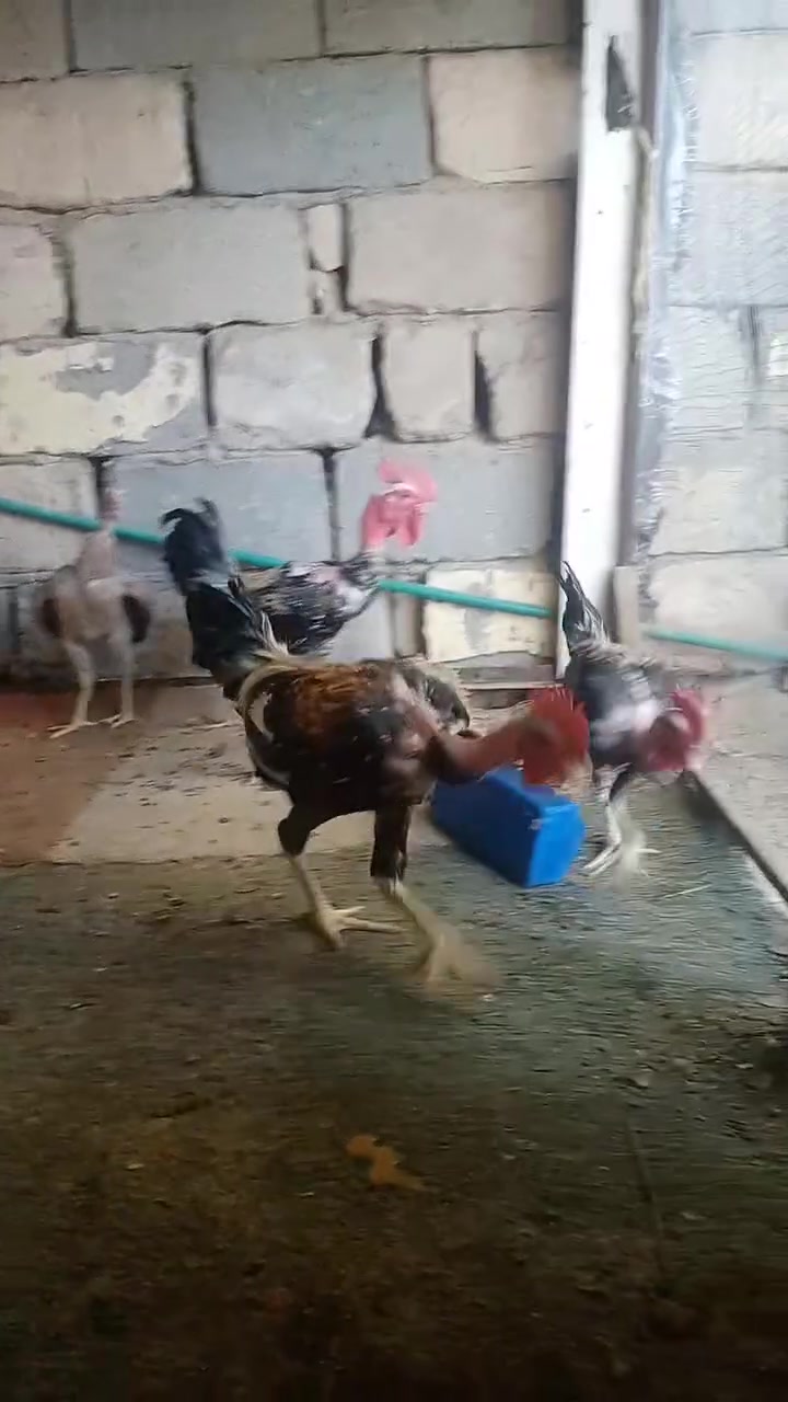 سلام عليكم متاح ابو ركيبه 3 أديوجه  2 دجاجات  بعدلهم فتره قليله وبيضن دجاج ملقح خير من الله الزوج 25 كلهم شلع 65   كربلاء حي النصر ***********
