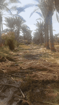 الي محتاج واحد يكرب نخل 🌴🌴
***********
***********
