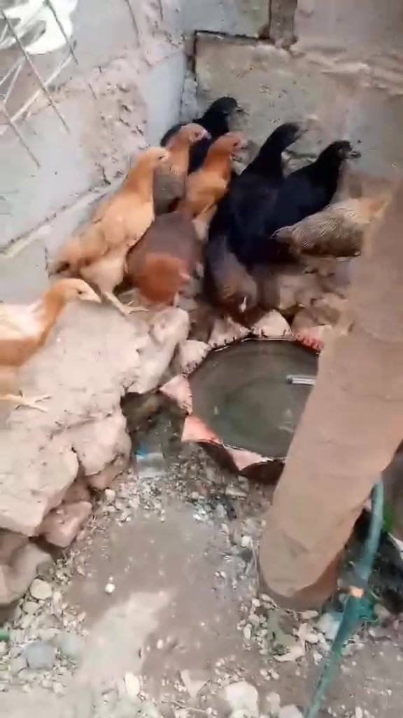 فراريج للبيع زوج 15الف


**إذا كنت صاحب هذا الإعلان وتريد حذفه لأي سبب، رجاءا أرسل رسالة إلى الدعم الفني**