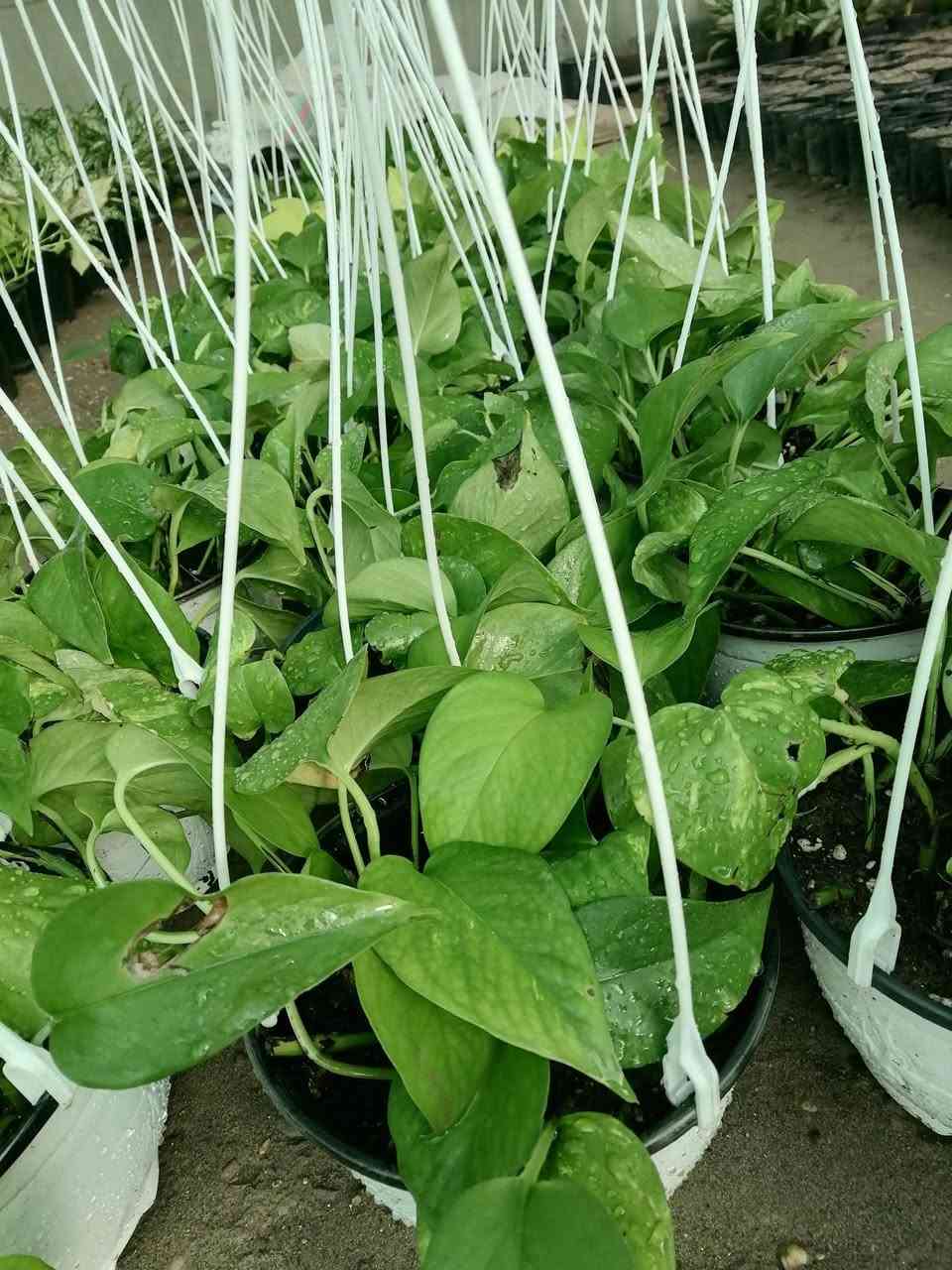 ((مشتل حديثة المركزي))
الموقع #
قرب دائرة البريد بسوق حديثة
دائما مستمرين وياكم

لبلاب تعليك ((٣الالف )) فقط 
عرووووضنا  وبأسعار بلاششششششش🙂✌️
فقط وبس يمنا)) 😉🌺✌️

لاستفسار زورو صفحتنا أو الاتصال على الرقم
***********
اهلاوسهلا بالجميع ❤️
