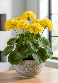 مشتل النورين • حمضيات • ورد الجهنمي