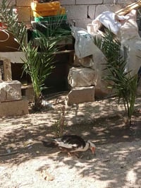 بشوش مصريه • ٣ ازواج • ٤ ازواج افراخ