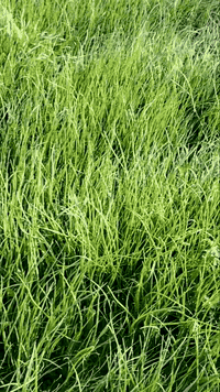 #بصل دايه عريب بذور متعهده فول خشن
مكاني الفيادة طريق الزوار عمود 713
***********
***********
