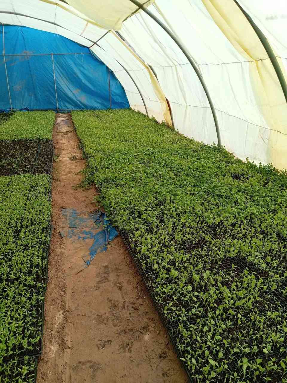 سلام عليكم أنواع شتل متوفر للبيع فلفل بدنجان طماطة كل درحة اولى  اتصل رقم ***********
