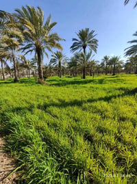 كاع 28 دونم 891 واك وجه 167متر نزال 174متر تحتوي على 4 بيوت واجه على ن...