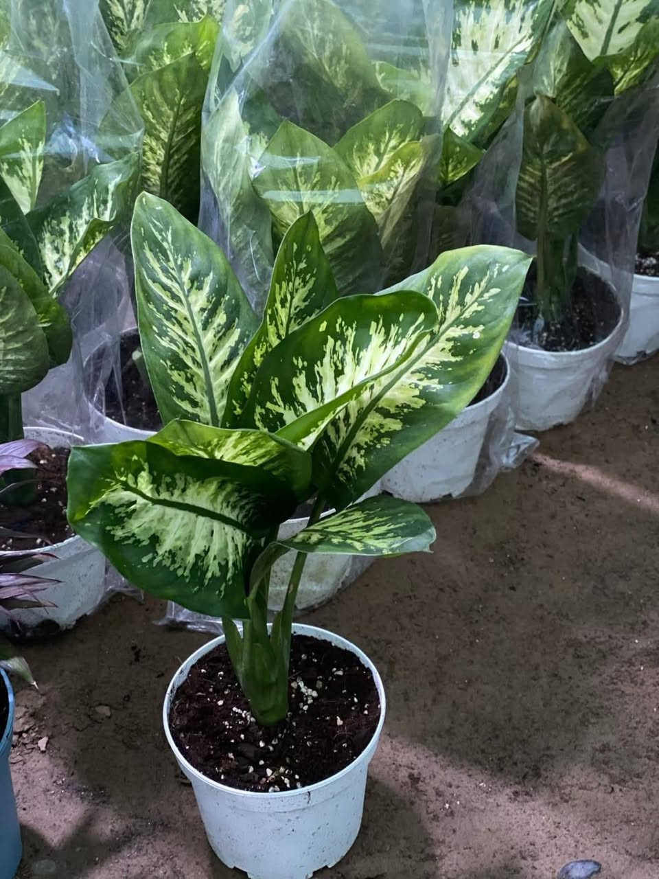 ياالله ...
#معرض_زهره_الگاردينيا 🌿💚

"🌿💚 نباتات ظلية مُستوردة 🌸

- أنواع فاخرة ومُختارة بعناية
- جودة عالية وضمان استمرار النمو
- توصيل سريع لجميع المحافظات

مستلزمات النباتات توفرت كلها يمنا ✨
(برلايت/بيتموس/احجار الليكا/مجذر/مقوي / احجار ملونة/سماد  )
 انواع السنادين بلاستك وسيراميك ☘️✨
العنوان // بغداد سبع ابكار 
التوصيل// متوفر لكل المحافظات  

للحجز والاستفسار، راسلونا على الصفحة 📲💬

أسعارنا تنافسية وخدمتنا مميزة 🌟 
 معرض زهره الگاردينيا  - وين ما تحتاجون النبات، احنا بخدمتكم  🌿💕

#مشتل_ومعرض_زهره_الگاردينيا #نباتات_ظلية #مستوردة #بيع #العراق" #اكسبلور #نباتات
#نباتات_منزلية #مشتل #ازهار #ورود #ورد_طبيعي


**إذا كنت صاحب هذا الإعلان وتريد حذفه لأي سبب، رجاءا أرسل رسالة إلى الدعم الفني**