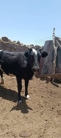 عجول • بقر • للذبح