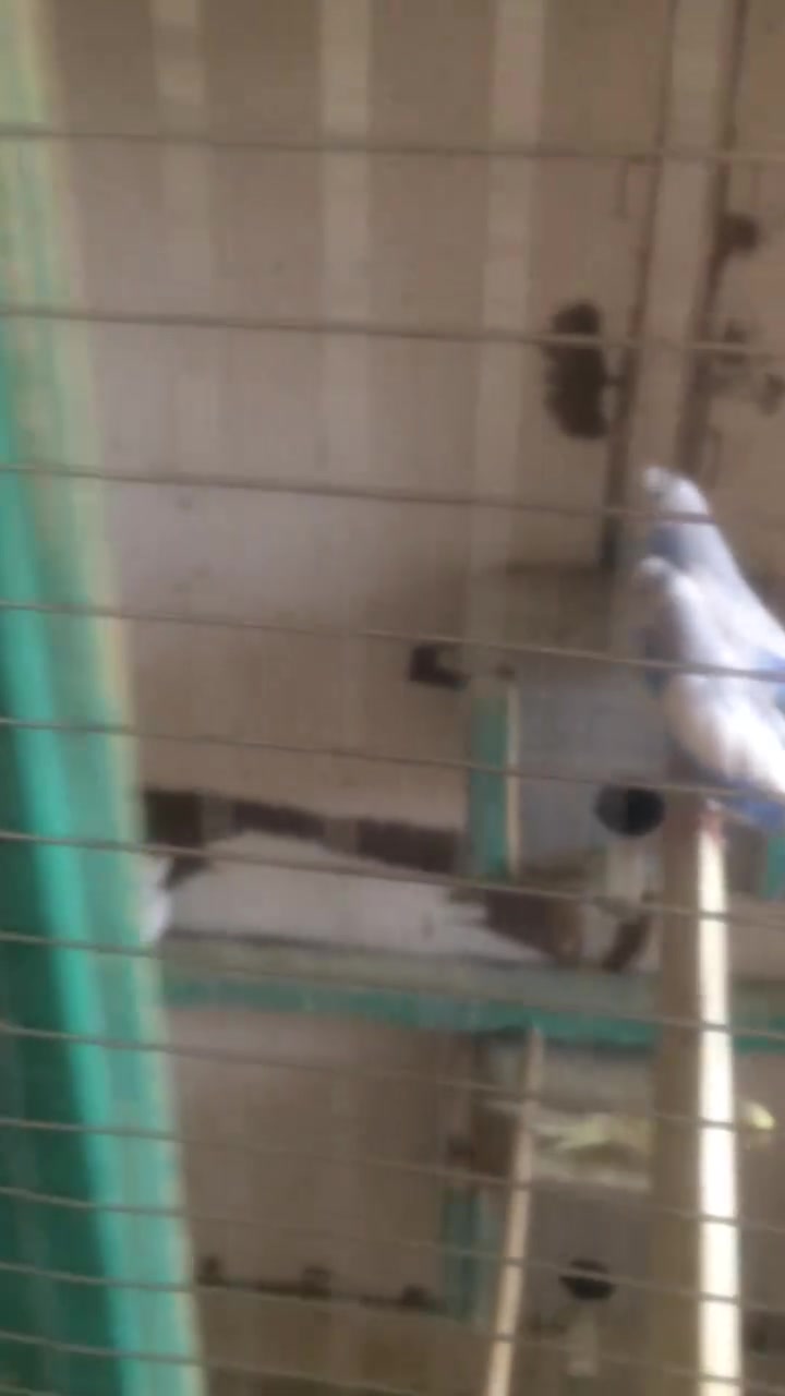 متاح طيور حب عادية الوان حلوة عددها١٥زوج ب١٠٠قفل بيها عيون حمر انثايات


**إذا كنت صاحب هذا الإعلان وتريد حذفه لأي سبب، رجاءا أرسل رسالة إلى الدعم الفني**