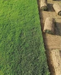 ثيل طبيعي • هندي • توصيل مجاني