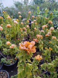 جهنمي عامودي • بابل الحمزة الغربي • مشتل فارس الشمري