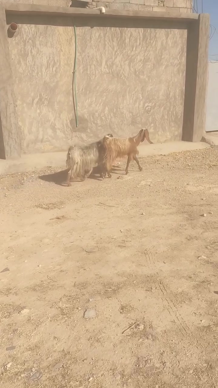 متاح زوج عنوز مال جنيه خشنات وحده والده بطن وحده ثاني بطن وحده منهن مضربه على افغاني وعشر ثنينها على حظ راعيها بس ابيع فارغ سعر زوج 480 مكان حديثه بني داهر رقم ***********
