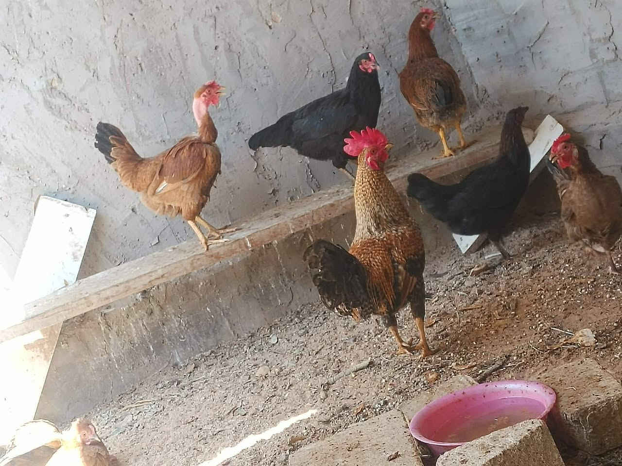 السلام عليكم دجاجات بياضات للبيع العنوان النجف مقابيل قريه الغدير الزوج ب 25 نهايتهن اللي يريد يخابرني على رقم التليفون ما متواجد ***********
