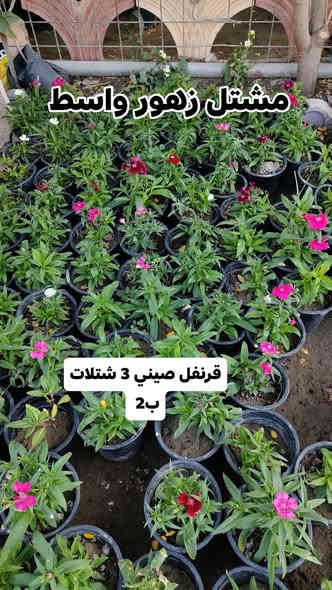 مستمرين وياكم بالعروض 4شتلات بسعر 5000 واكو 3 ب2
الشتلات كلهن دائمي صيف وشتاء وتكدر تختار من كل نوع وحده عادي  
يفتح المشتل طيله ايام الاسبوع من الساعه 7:00 صباحا والى الساعه : 8:30 ليلا
#مشتل_زهور_واسط العنوان كوت فلكه الحاوي شارع مجمع دمشق الطبي مقابل ابتدائية الكوت للتعليم الأساسي #يوجد_توصيل_داخل_الكوت
*********** لطلب والاستفسار واتساب  او مراسله الصفحه الشخصيه بلال الواسطي🌹😊
