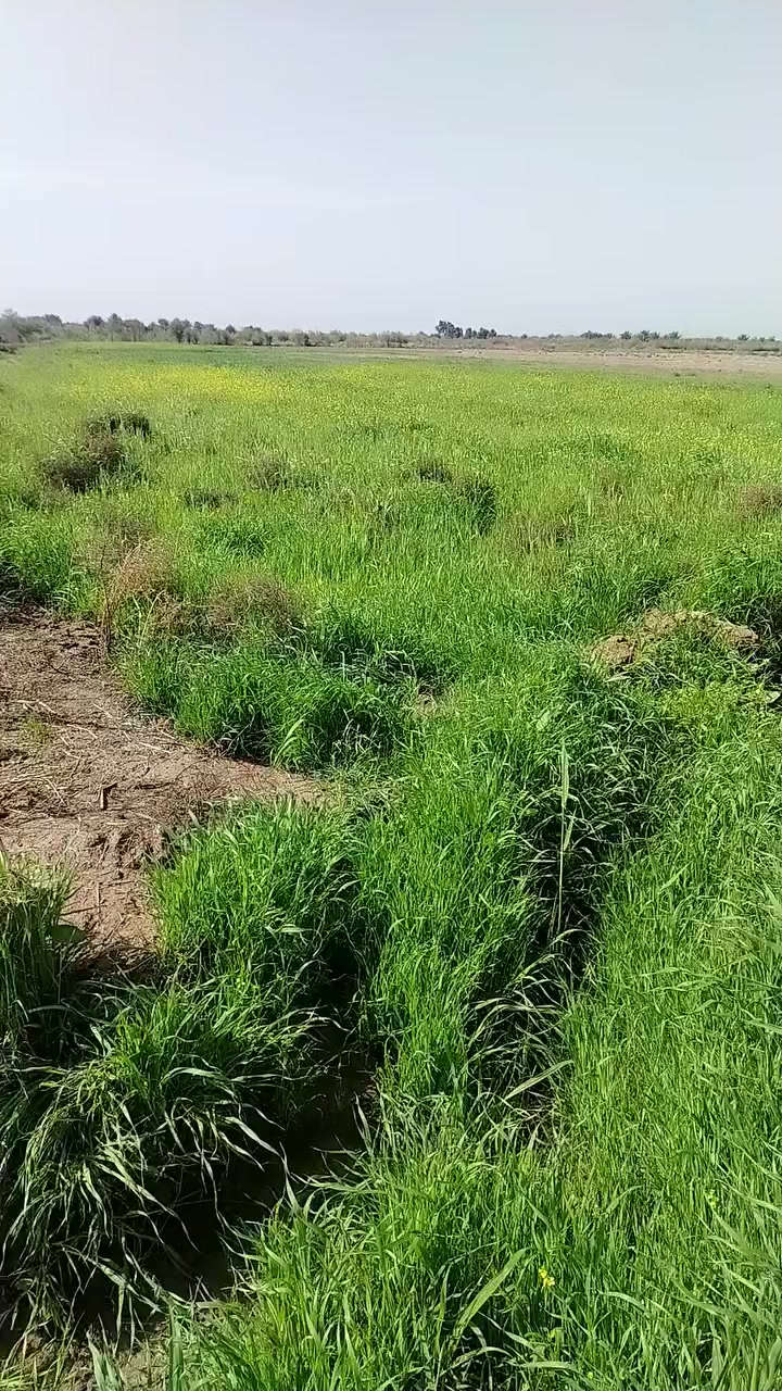 🌴 فرصة للبيع – أرض زراعية مميزة 🌴
📍 الموقع: طريق دغارة – شوملي، قرب صورة الشهداء (العويدي) الواجهه ٤٠٠م
📐 المساحة: 15 دونم
📄 السند: طابو
🔌 الخدمات: ماء صيف وشتاء + كهرباء
🛣️ الطريق: رسمي
📏 تبعد عن الشارع العام: 1 كم تقريباً
💰 السعر: 5 مليون للدونم الواحد
📞 للاستفسار: ***********
📩 أو مراسلة خاص
