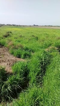 دغارة شوملي • ١٥ دونم • واجهه ٤٠٠م