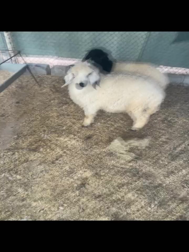 زوج طليان 
السعر 650 
وبيهه مجال 

‭0774 645 0969‬
