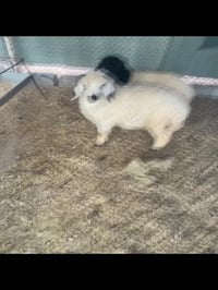 زوج طليان  السعر 650  وبيهه مجال   ‭0774 645 0969‬