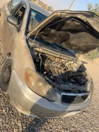 كورلا نحلة • ٢٠٠٥ • مگلوبة