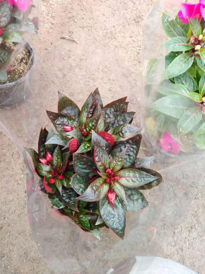 وصل ورد إمبيشن ( البلسم ) السعر 3 فقط موجود توصيل كافة محافظات العراق
سعر التوصيل 5 ألف البكج 
البكج يشيل 8 شتلات يعني 8 شتلات توصيلهم 5 فقط 
يعني البكج كامل 8 شتلات مع التوصيل ( 29 ) الف 

واتساب الحجز  ***********

مشتل مرتضى الرئيسي/ حلة طريق كربلاء عمود 96 مقابل أهل الخير 🌿
