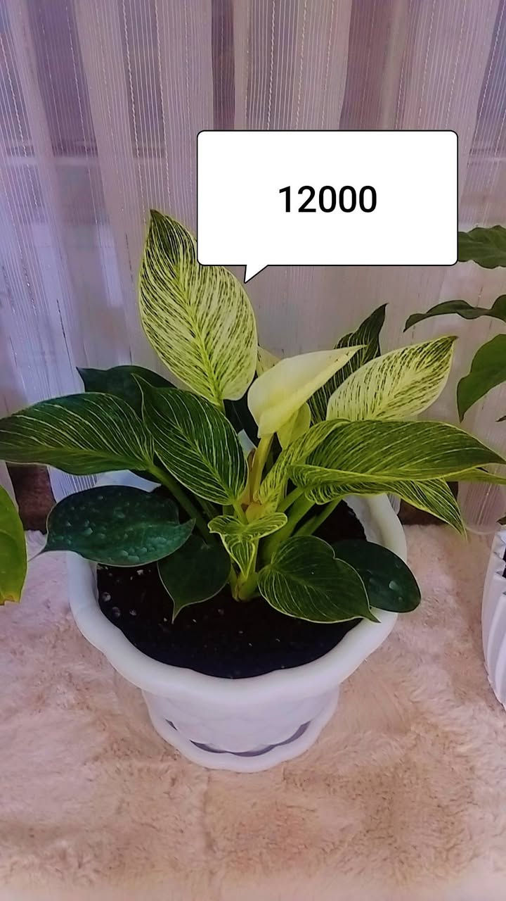 للبيع


**إذا كنت صاحب هذا الإعلان وتريد حذفه لأي سبب، رجاءا أرسل رسالة إلى الدعم الفني**