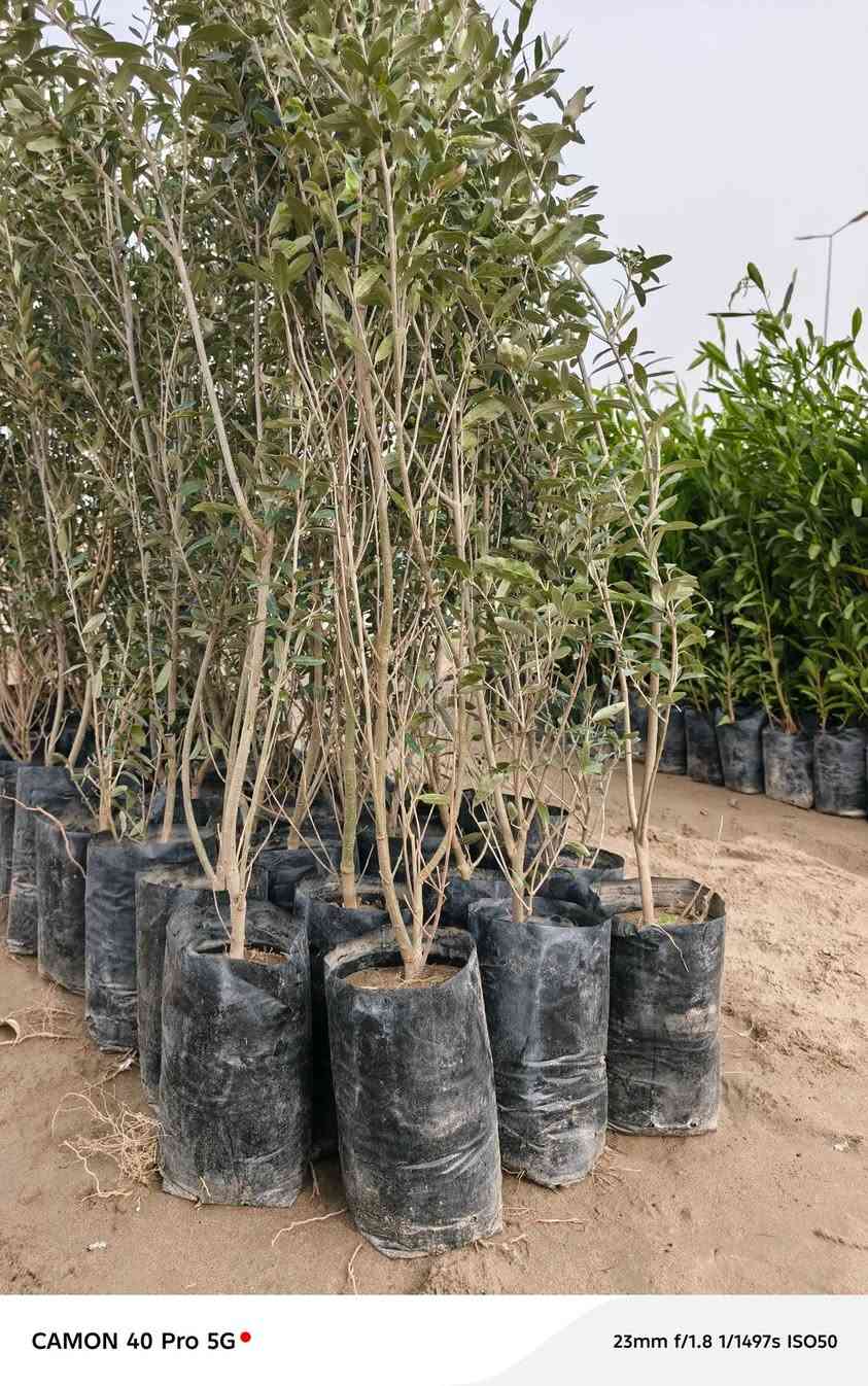 الهم صلي على محمد وال محمد 
توفر لدينا الزيتون الاسود الخستاوي الدرجه الاولى 
في مشتل شهاب الزراعي عنوان المشتل الحله طريق حله هاشميه مقابل شركه الرنا العالميه 
اسعار مناسبه 
استفسار+ واتساب ***********
