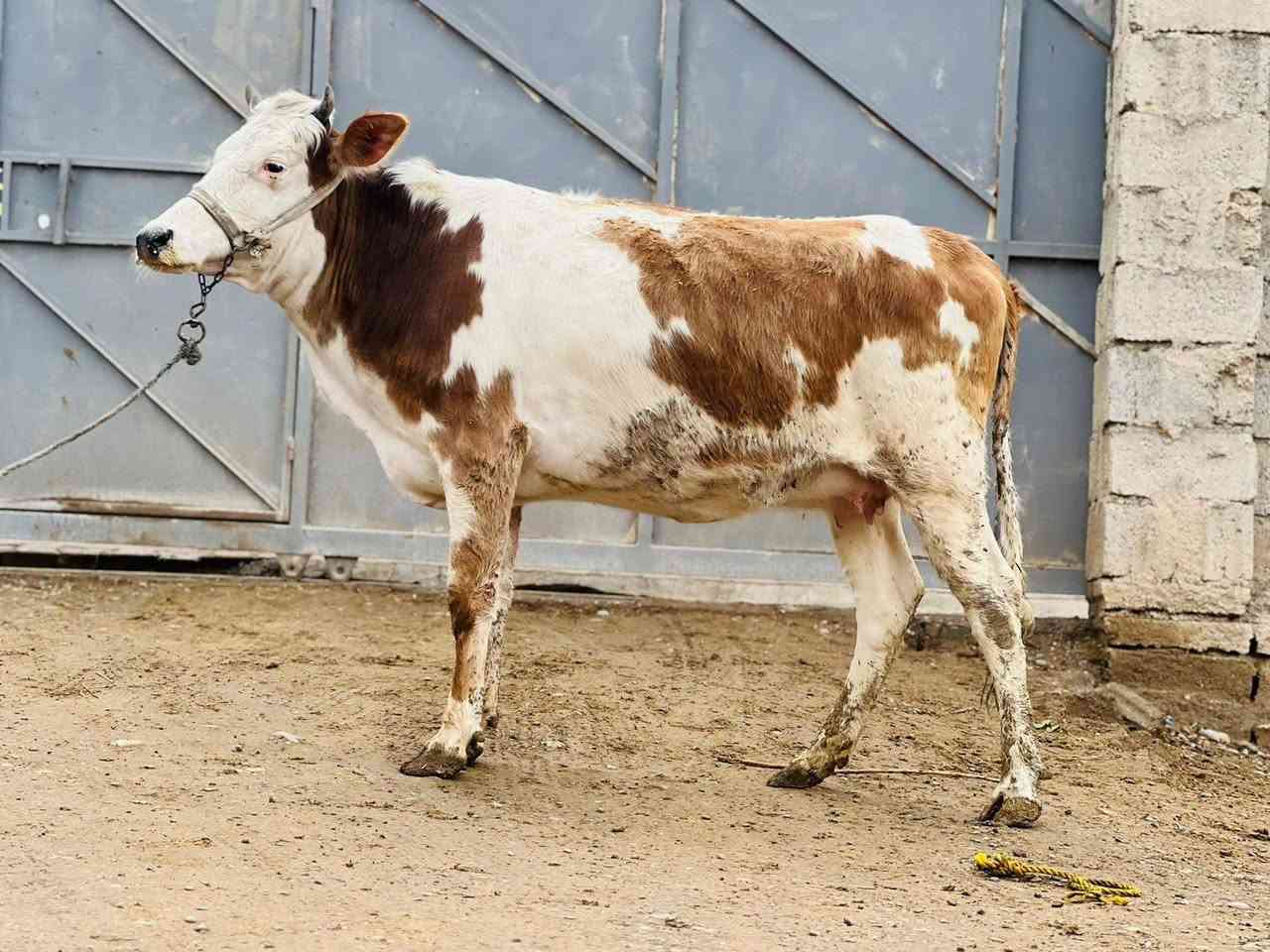 السلام عليكم ورحمة الله وبركاتة اباچير محططات على ميلاد سمتال على كل عيب ناصحات مال بيت اجل وشرب الاستفسار ع هاذه الرقم *********** ملاحظه يرهم مراوس بحلال الموقع ناحيةالزاب
