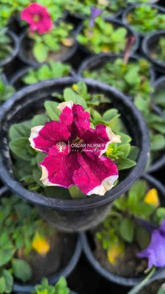 نبات البيتونيا 
متوفر داخل المشتل 

📍 زورونا في موقعنا:
مشتل الأوسكار – حي الحنانة – شارع نجف _ كوفة
(مقابل غرفة تجارة النجف و فريندز كافيه ومطعم شريف– مجاور متنزه الحنانة العائلي)

🕗 أوقات الدوام:
من 8:30 صباحاً إلى 8:00 مساءً

📞 للطلب والاستفسار:
*********** – ***********
(اتصال / واتساب / مراسلة عبر فيسبوك)
 متوفر دفع  زين  كاش ومتوفر ماستر  

🚗 يتوفر توصيل داخل النجف
موجودين في تطبيق توترز لبعض المواد الزراعية 

أهلاً وسهلاً بكم دائماً في مشتل الأوسكار 🌹🌹🌹
