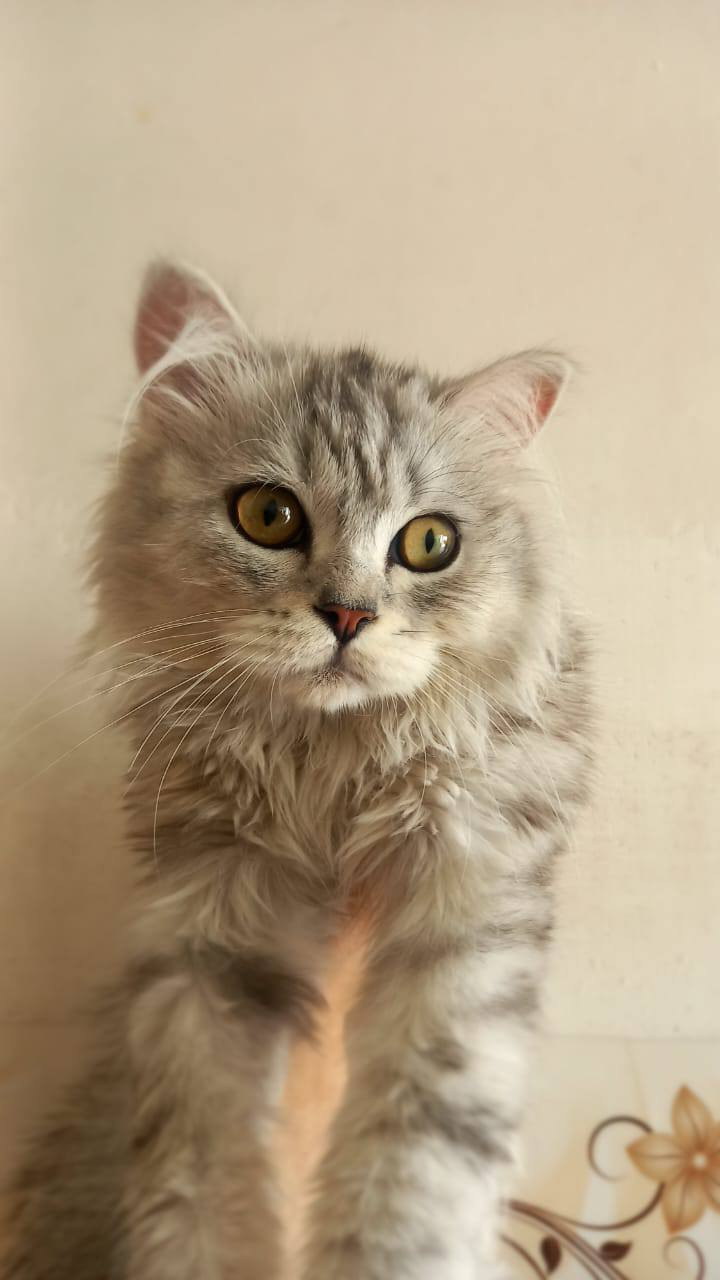 السلام عليكم عدنا هذا البزون ضايع الرجاء على من يعثر عليه الاتصال بنا على الرقم  *********** او اتصال هاتفي على الرقم ***********،مع العلم مربيته حالتها النفسية والمزاجية متأثرة على ضياع البزون الرجاء الرجاء على من يعثر عليه الاتصال بنا مكان الواسطي قرب جامع وتكية سيد عواد النعيمي
