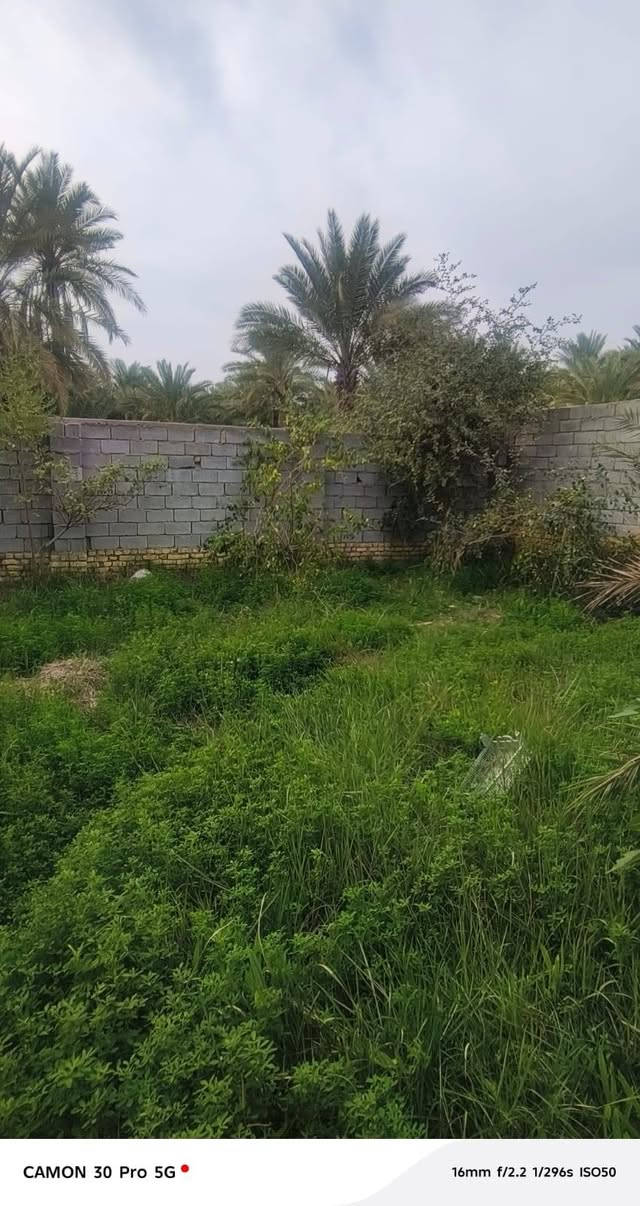 قطع 200 قطع كلش حلوه ويه نبك ونخلات 5 شويثيات    بسديناويه بشارع شرع السياحي
سعره 18 وبيه مجال


**إذا كنت صاحب هذا الإعلان وتريد حذفه لأي سبب، رجاءا أرسل رسالة إلى الدعم الفني**