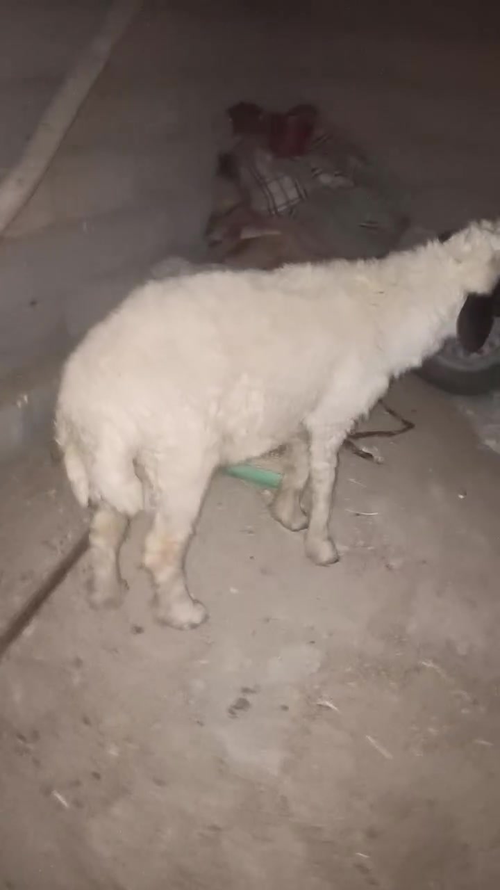 للبيع مكان البصره النشوه


**إذا كنت صاحب هذا الإعلان وتريد حذفه لأي سبب، رجاءا أرسل رسالة إلى الدعم الفني**